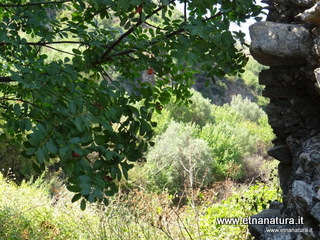 n Michele Forza Agro-13-08-2020 14